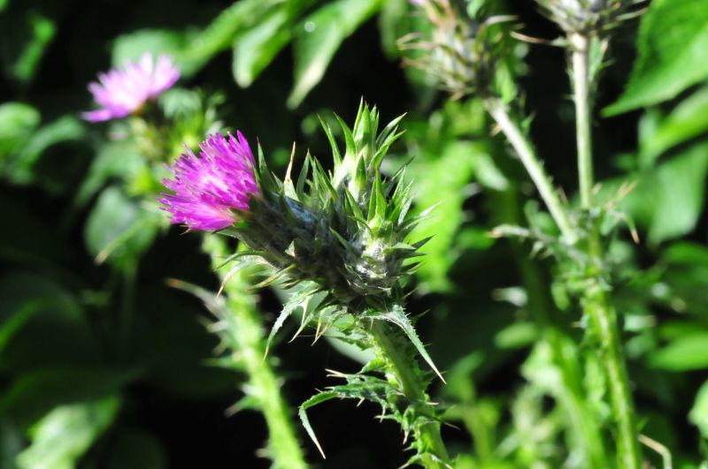 Carduus pycnocephalus / Cardo saettone